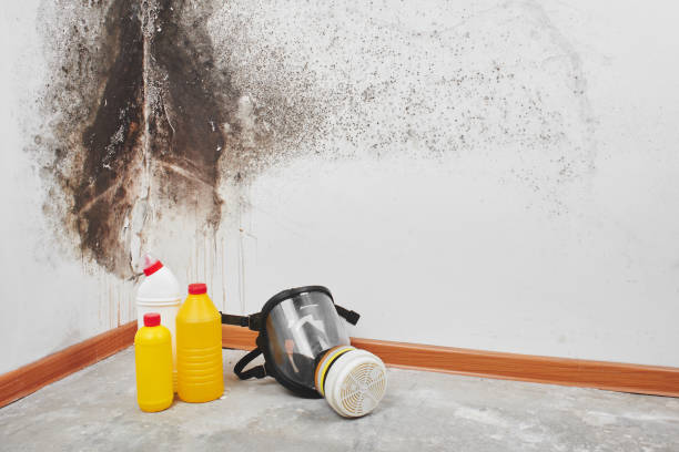 Best Insurance-Related Mold Remediation in Glenville, WV