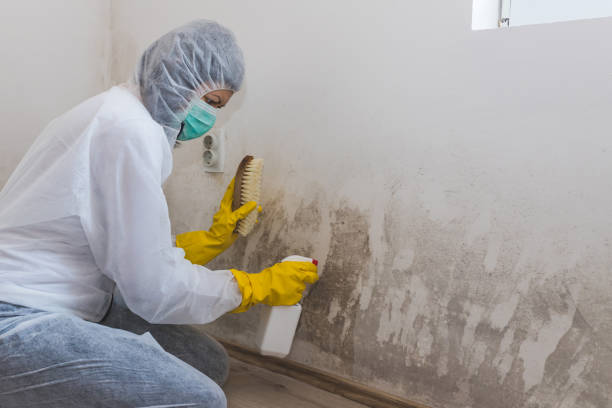 Best Post-Flood Mold Remediation in Glenville, WV
