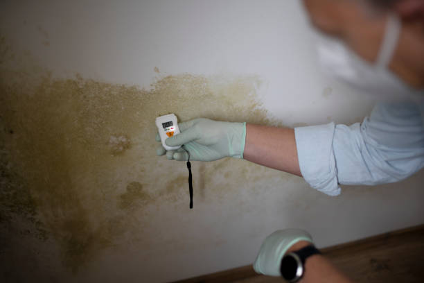 Reliable Glenville, WV Mold Remediation Solutions
