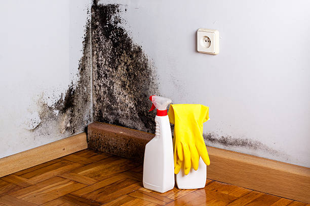 Best Mold Remediation for Specific Building Types in Glenville, WV