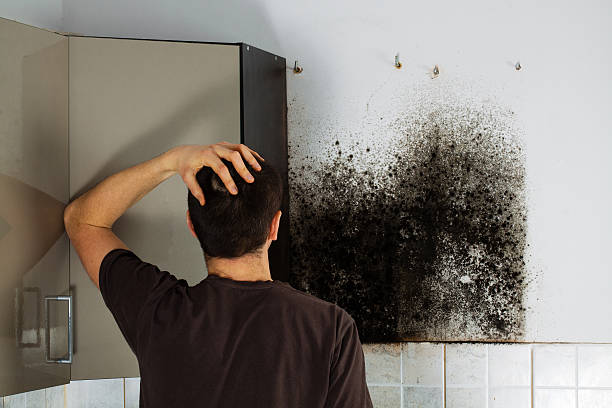 Best Attic Mold Remediation in Glenville, WV