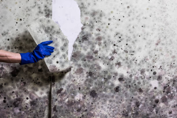 Best Bathroom Mold Remediation in Glenville, WV