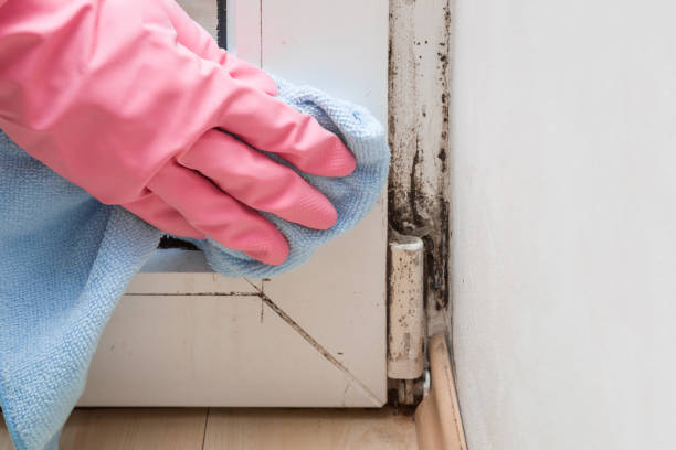 Best Health and Safety Mold Remediation in Glenville, WV